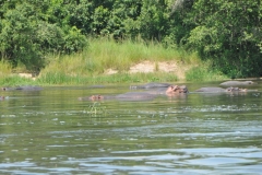 Group of Hippopotamus along the banks of the Nile