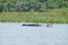 Hippos watching us as we pass nearby