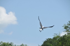 Fish Eagle in flight