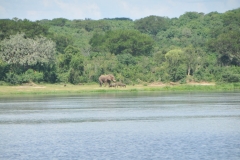 Female Elephant with her young ones along the Nile.   Cruising the river watching for crocodiles, hippos and wildlife along the banks of the Nile.