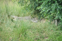 Alligator in the grass near the headwaters of the Nile river