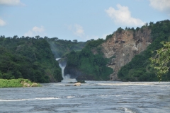 At the base of the falls the water is teaming with Alligators looking for animals that have been swept over the falls and food for them.