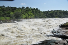Murchison Falls, also known as Kabalega Falls, is a waterfall between Lake Kyoga and Lake Albert on the Victoria Nile River in Uganda. At the top of Murchison Falls,  shown here, the Nile forces its way through a gap in the rocks, only 23 feet wide, and tumbles 141 feet, before flowing westward into Lake Albert. The outlet of Lake Victoria sends around 11,000  cubit feet of water per second over the falls, squeezed into a gorge less than 33 feet wide.