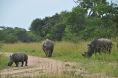 Ziwa Rhino Sanctuary is a collaborative effort between the Uganda Wildlife Authority, the Rhino Fund Uganda, a Ugandan NGO committed to the restoration of Uganda's rhinoceros population and Ziwa Ranchers Limited, a private land management company