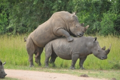 There are currently 19 Rhinos within the Ziwa Sanctuary. I call this the  "Luck of the Schroder photo shot of the day" to see mother nature and the call of the wild attempting to increase the number of Rhinos all  while son looks on.