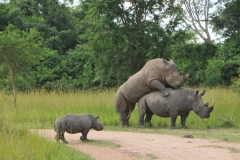 The sanctuary offers a secure place where rhino populations can be expanded by breeding, protected from human and non-human predators and gradually re-introduced into Uganda's national parks, while at the same time, allowing the public to enjoy these majestic animals, as the project moves forward.