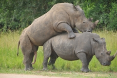 Both the Black Rhinoceros  and the Northern white rhinoceros , are indigenous to Uganda. However, due to a number of factors, including prolonged armed human conflict, poaching and the mismanagement of their natural habitat, by 1982, both species had been wiped out in the country. Ziwa Rhino sanctuary was established in 2005 to reintroduce the southern white rhinoceros to Uganda.