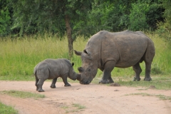 During our visit we met the head administrator for the Ziwa Sanctuary.  She explained to us some of the workings of the park today and the past history of the location. . She is from South Africa. I showed her some of the photos and videos that I had taken that afternoon. She told me that of the 140 staff employed at the Sanctuary less than 20 had ever seen what we saw that day.. She asked for the photos and videos that I had taken to be used for training of their employees. We were very fortunate to be in the right place at the right time.  I sent them to her immediately.