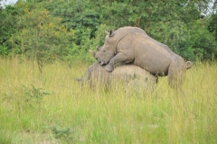 The photos of the two White Rhinos were actually three different sessions of the two animals. What are the odds?