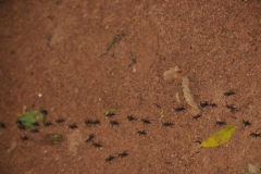 These were called laughing ants if you stepped on them. We didn't.