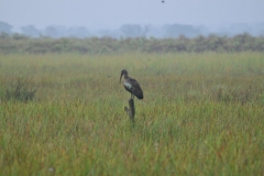 At dawn we left for a nature walk along the Lugogo Wetlands, on of Africa's richest bird destinations. We immediately were lucky to see Uganda's most sought after sighting, the rare and prehistoric look shoebill stork.