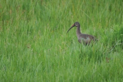 The Lugogo Wetlands is an integral part of the ecosystem and is home to a multitude of animals, and rare birds. It provides guests with some of the most unparalleled opportunities for bird viewing in Uganda