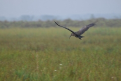 Avid bird watchers will be ecstatic to view some of the 350+ species found here