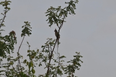 Yellow Backed Weaver