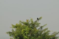 Yellow Backed Weaver