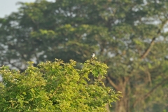 White Crested Turaco