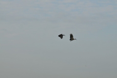 Hadada Ibis male and female in flight