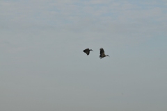 Hadada Ibis male and female in flight