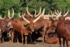 Long horns nearby the Ziwa Sanctuary and the Wetlands