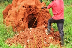 Our guide stopped by the road for us to see a termite hill up close. The man was digging into the the termite hill to collect the queens inside to sell to eat.  A delicacy  in China and locally.