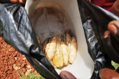 Queens of the termite colony