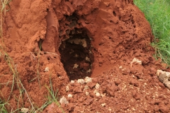 Hard to believe that termites could build this. They are all over this part of Africa.