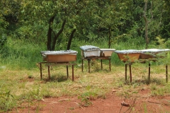 Local hives where the bees make and store the honey off the ground.