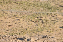 Camels below on the desert floor looking down from the top of the fortress.