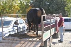 This was one of the most unusual items we found on the trip in Uzbekistan. Bull for rent.  Stud Bull!