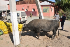 You find it in a one stop shop...  a lot of Bull and a whole lot of melons.