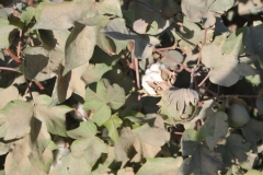 Cotton production in Uzbekistan is important to the national economy of the country. Cotton grown on Uzbekistan land was recorded nearly 2000 years ago by the Chinese.