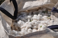 We stopped along our journey to Bukhara to see cotton growing and picking. We had the opportunity to pick cotton.  What a hard job.