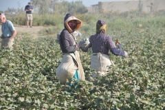 Uzbekistan is the 8th largest producer and the 11th largest exporter of cotton in the world.Up to 2017, the industry was state-controlled on a national level. About two million people were involved in the harvesting of cotton every year.   Many of them were forced to work in the cotton fields, receiving little or no pay.