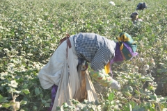 In March 2022 the Cotton Campaign ended its call to boycott Uzbek cotton. This follows extensive reforms in Uzbekistan by president Shavkat Mirziyoyev, who has pledged to outlaw forced labor in Uzbekistan since coming to power in 2016. In 2022 the International Labor Organisation, ILO, announced that the Uzbek cotton industry is free of child and forced labor.